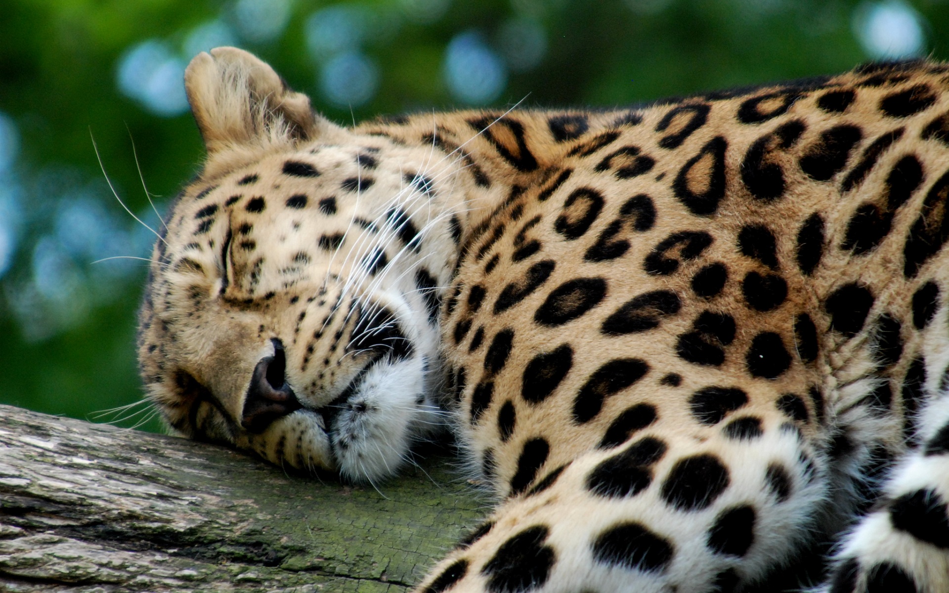 sfondi per desktop,animale terrestre,natura,giaguaro,leopardo,barba