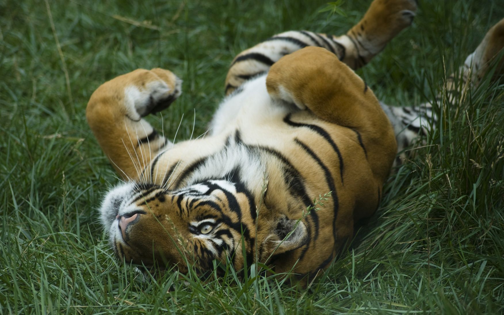 tapeten de gatos,tiger,landtier,bengalischer tiger,tierwelt,sibirischer tiger