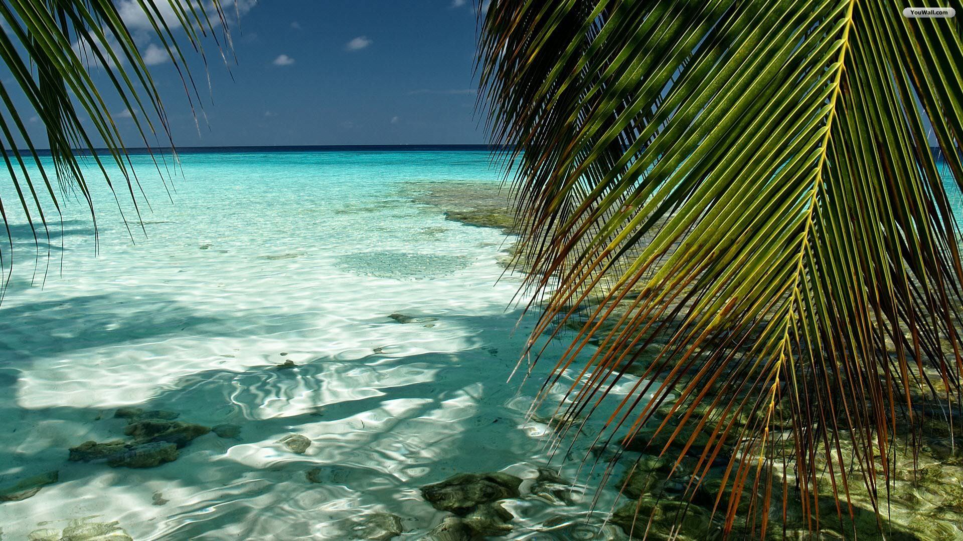 carta da parati trasparente,natura,mare,caraibico,oceano,turchese