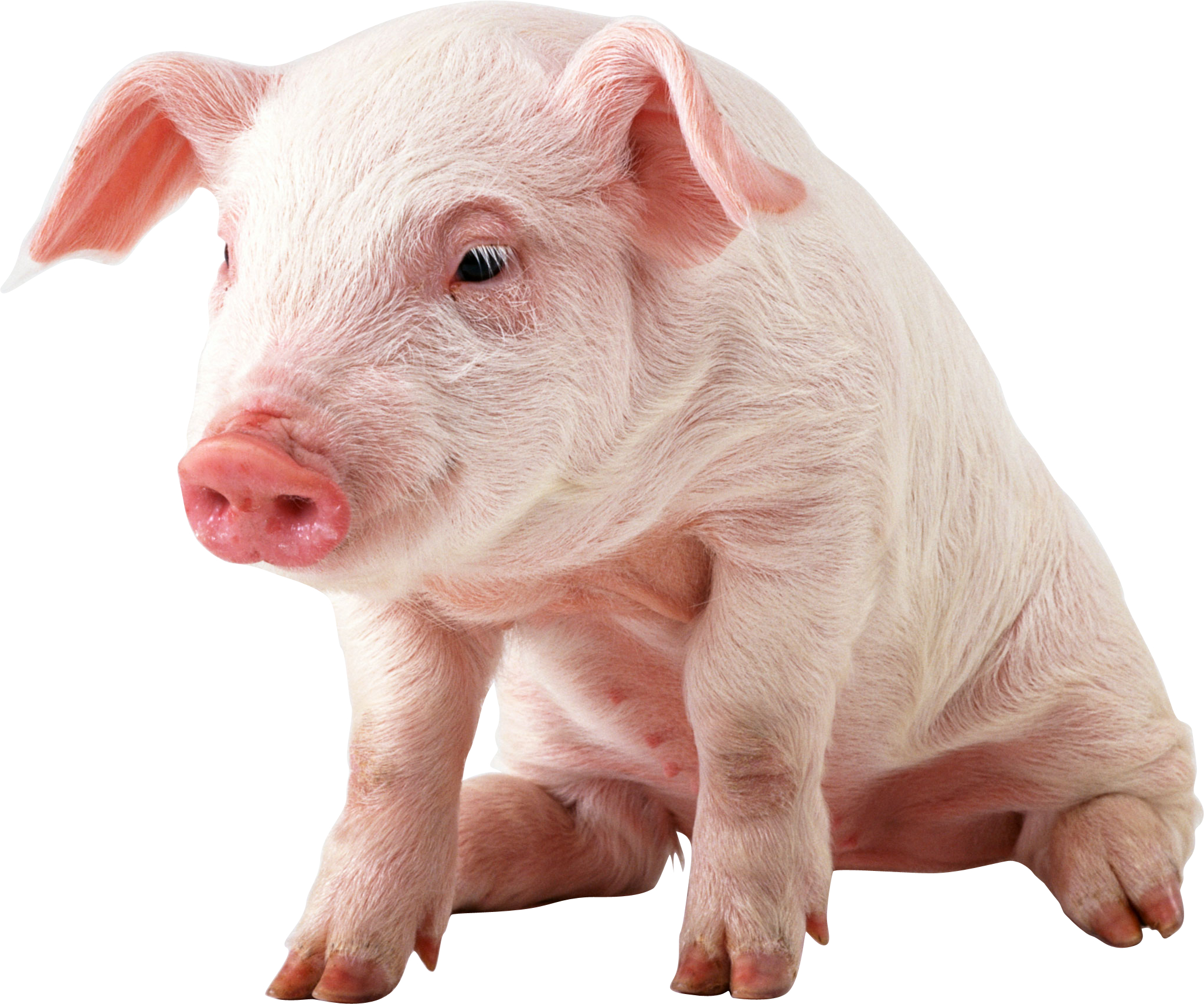 wallpaper transparente,domestic pig,vertebrate,mammal,suidae,snout