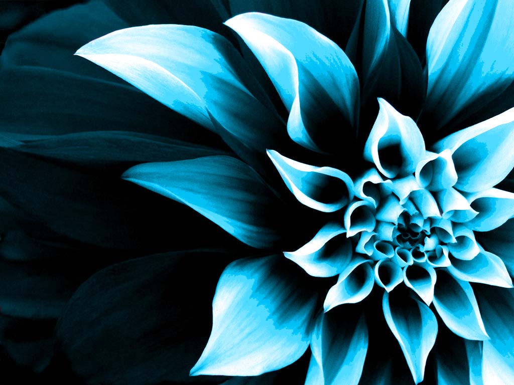 fondo de pantalla que cambia de color,azul,pétalo,flor,turquesa,planta