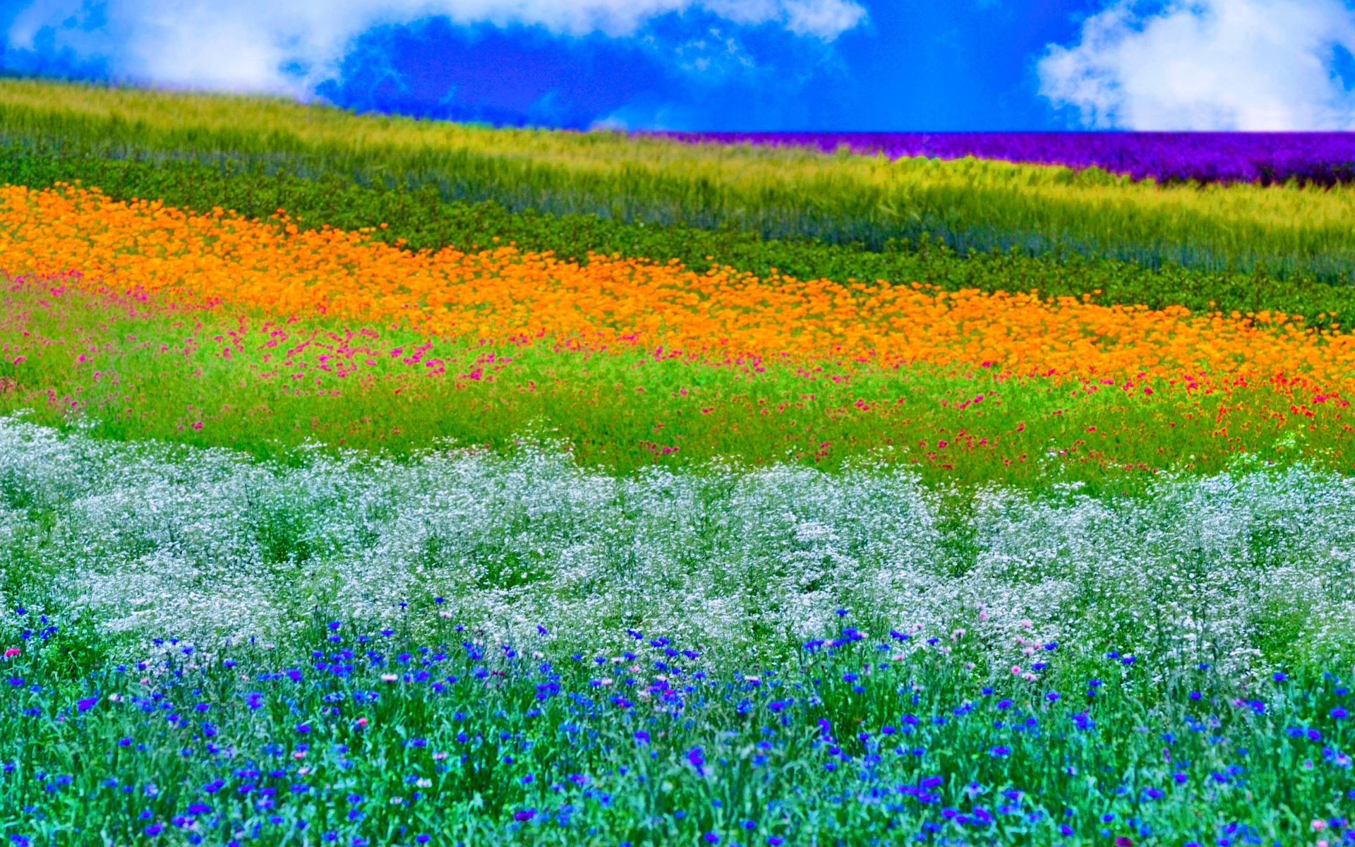 carta da parati primavera,pianta fiorita,paesaggio naturale,prato,lavanda,fiore