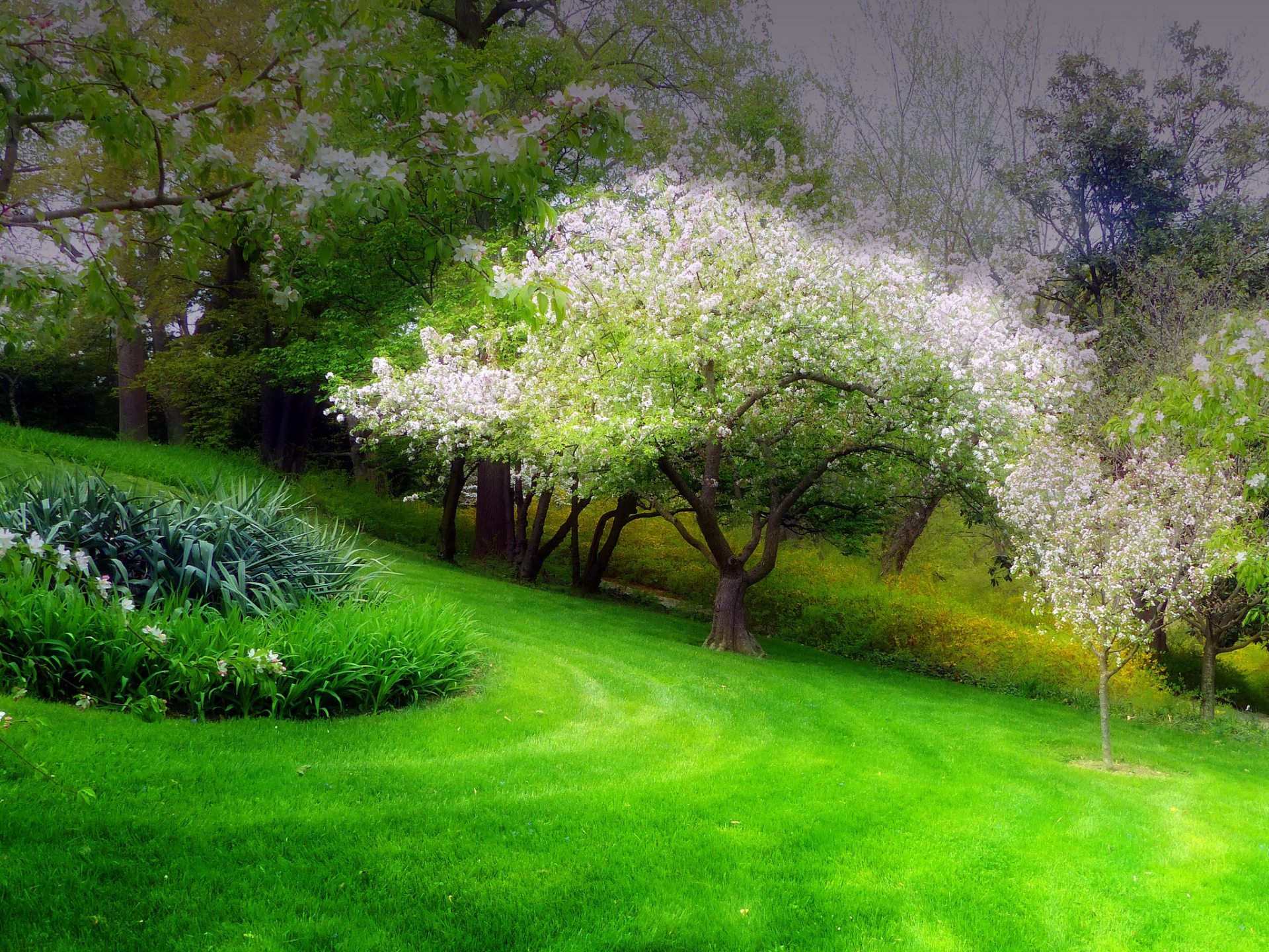 wallpaper primavera,nature,tree,natural landscape,spring,lawn