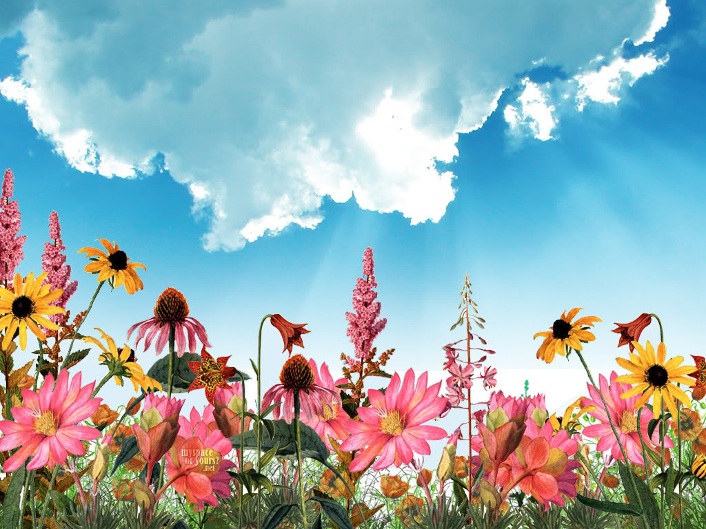 carta da parati primavera,pianta fiorita,cielo,fiore,paesaggio naturale,natura