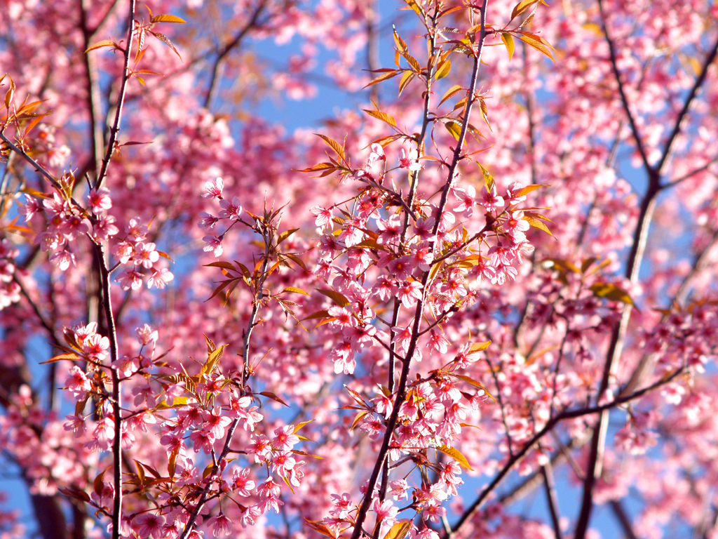 wallpaper primavera,flower,tree,branch,plant,blossom