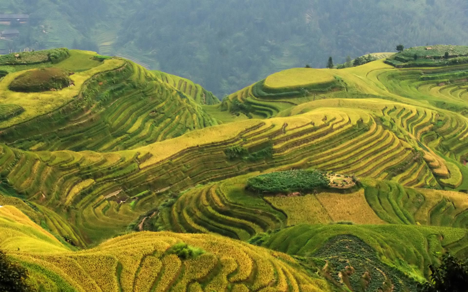 sfondo del desktop ad alta definizione,terrazza,paesaggio naturale,paesaggio,piantagione,campo