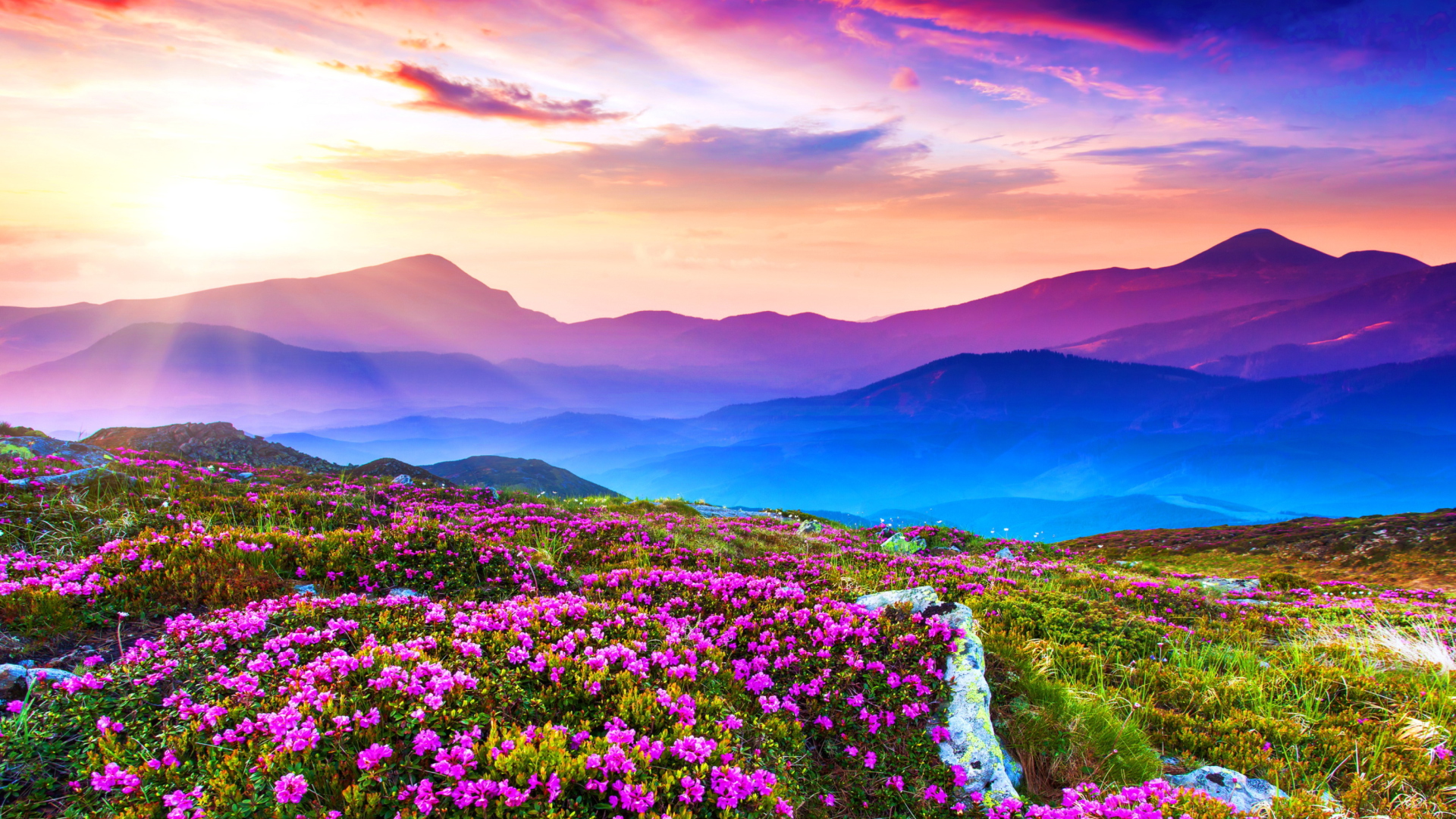 wallpaper hd kostenlos,nature,sky,natural landscape,flower,mountain