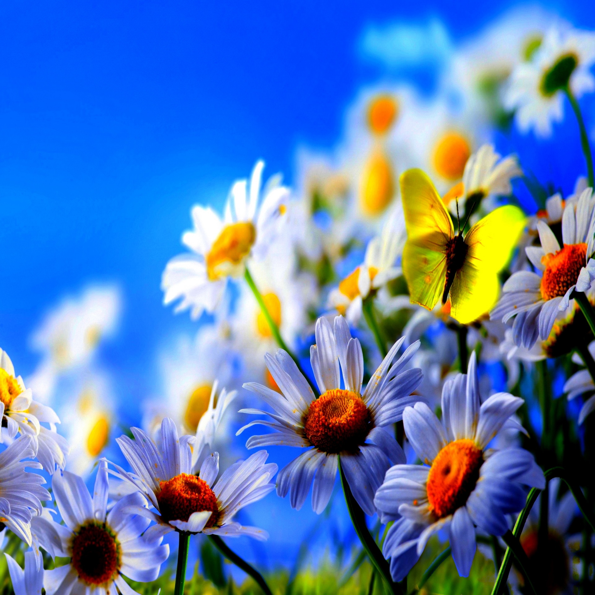 fond d'écran hd kostenlos,bleu,fleur,la nature,ciel,pétale