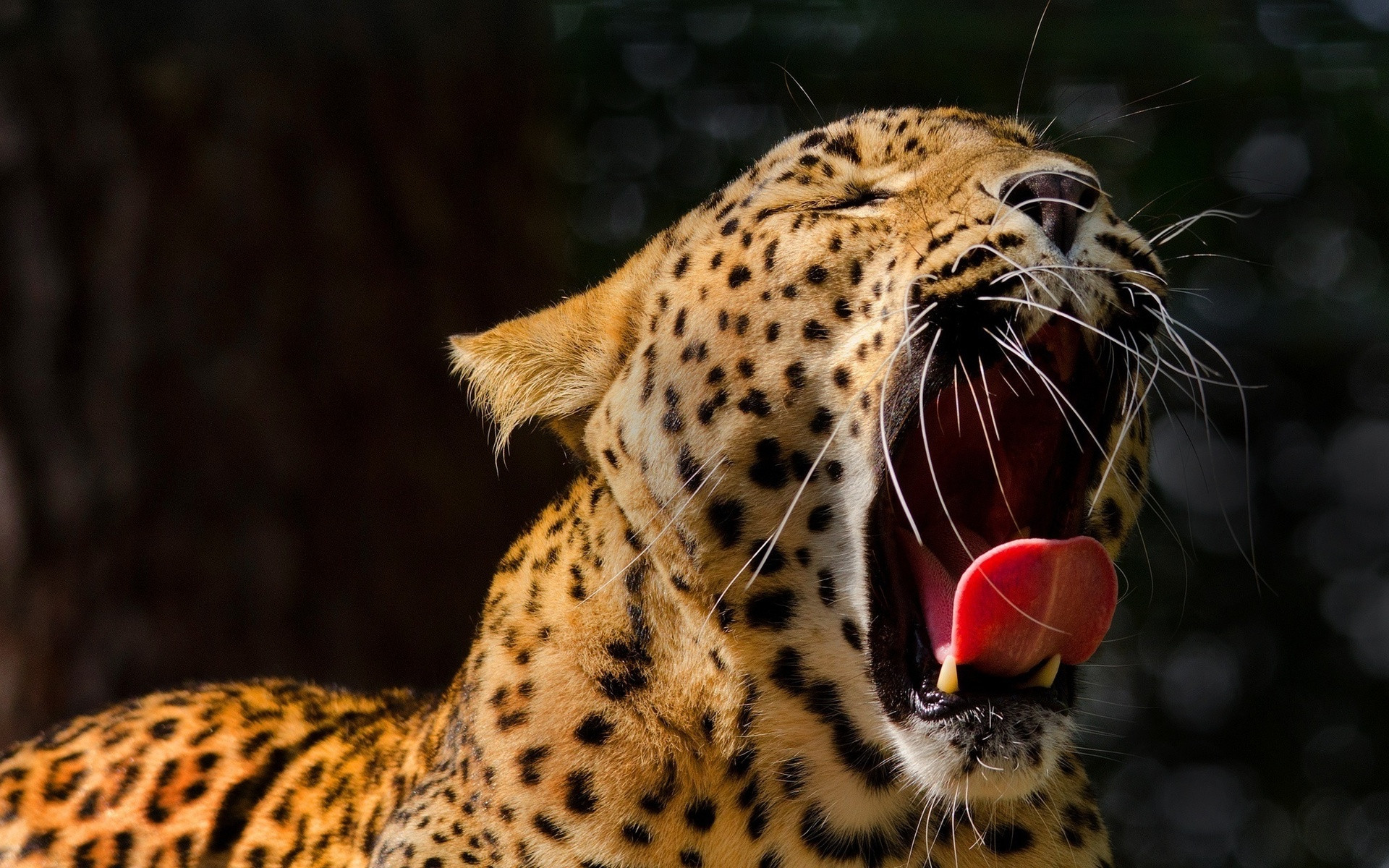 フル画像の壁紙 陸生動物 野生動物 ジャガー ヒョウ ネコ科 Wallpaperuse フル画像の壁紙 陸生動物 野生動物 ジャガー ヒョウ ネコ科 Wallpaperuse