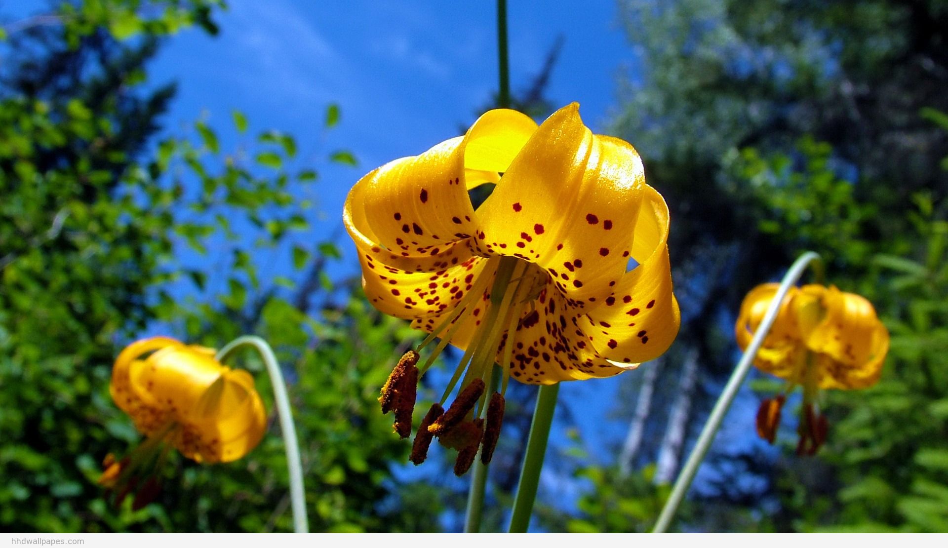 hd hq壁紙,花,開花植物,工場,黄,黄色のカナダのユリ