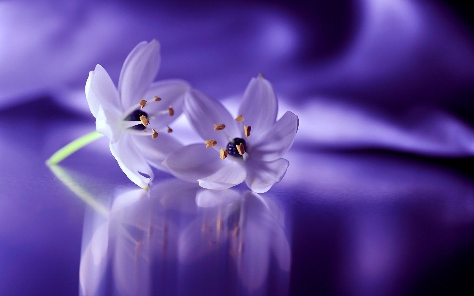 lila weiße tapete,blühende pflanze,blütenblatt,violett,blume,lila