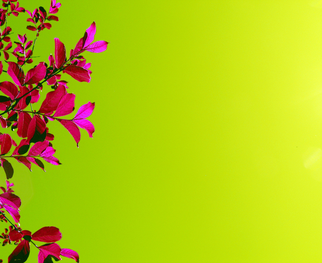 pink green wallpaper,green,pink,flower,red,yellow