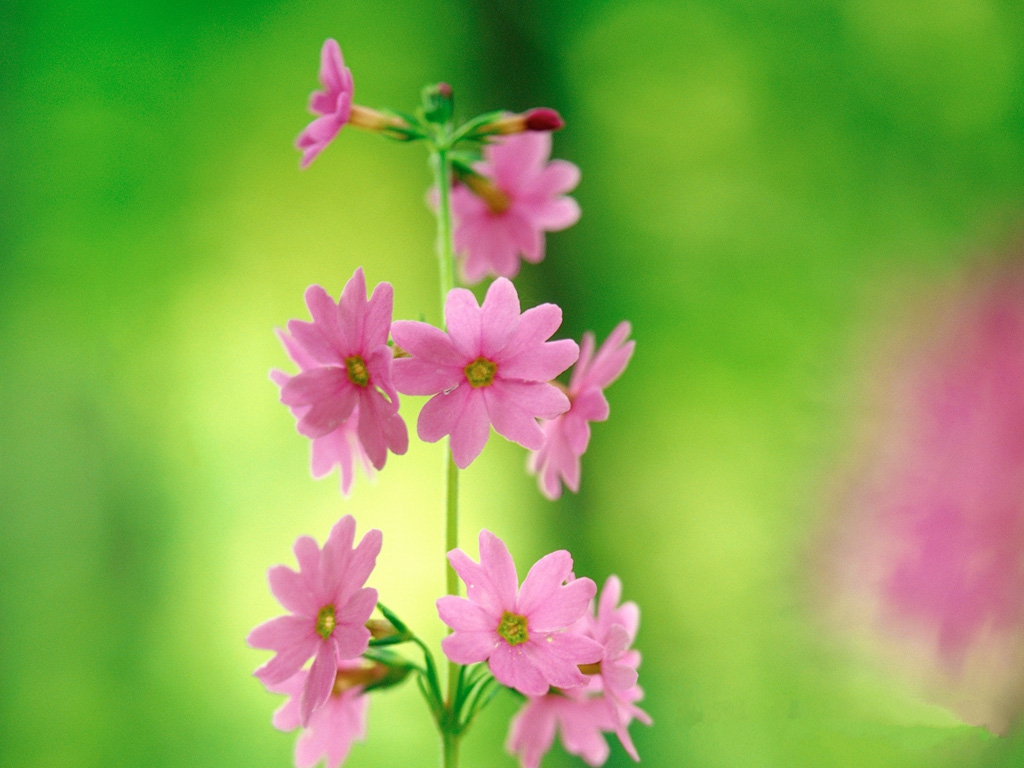 carta da parati verde rosa,fiore,pianta fiorita,rosa,petalo,pianta