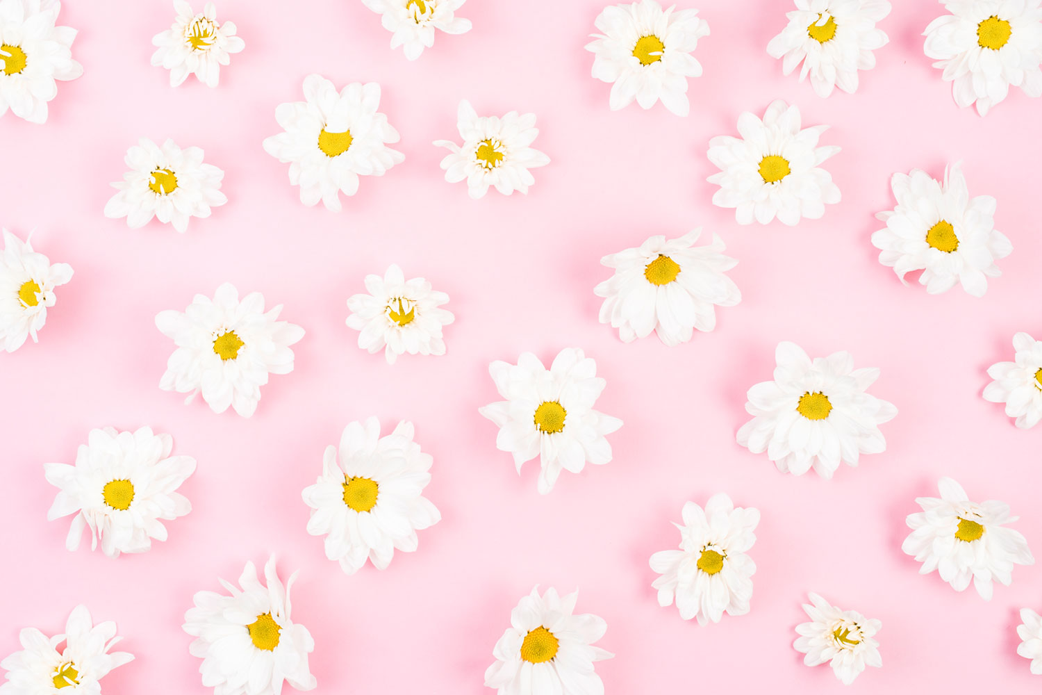 ピンクの白い壁紙,ピンク,パターン,花,デイジー,花弁