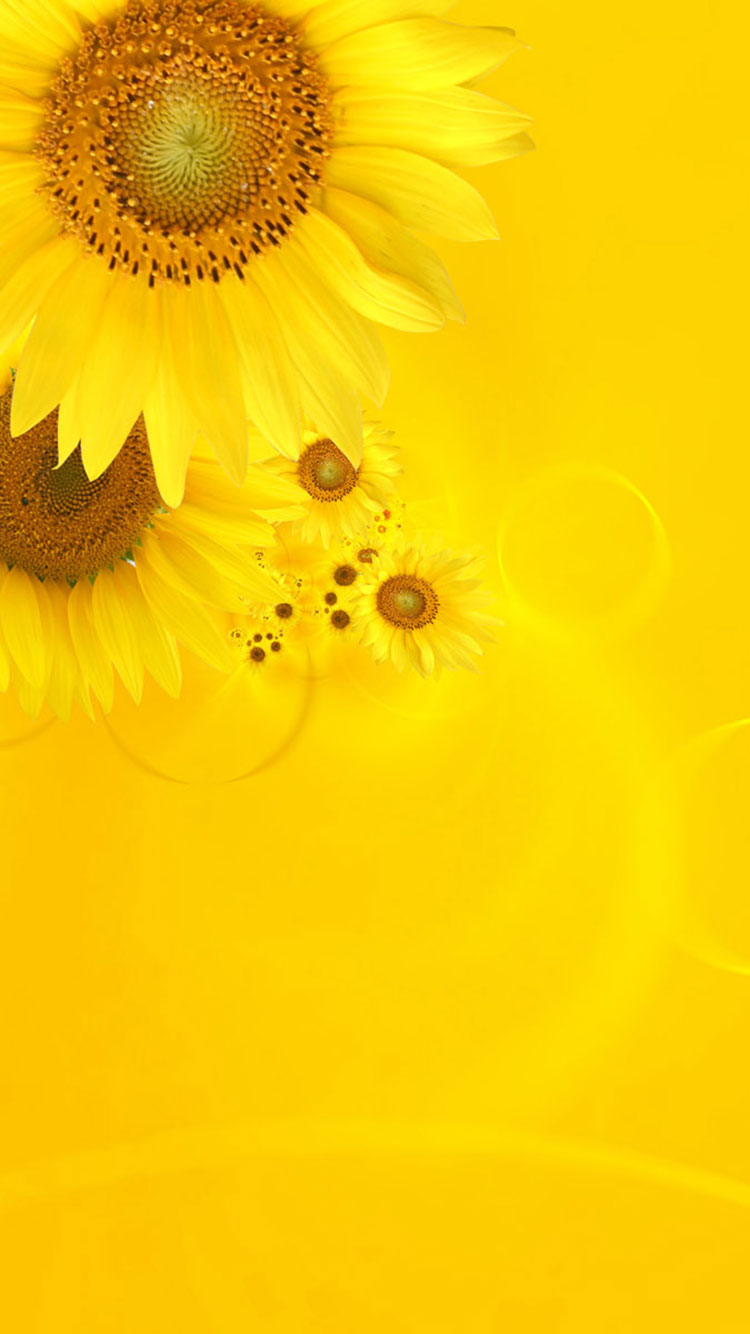gelbe designtapete,sonnenblume,gelb,blume,sonnenblume,blütenblatt