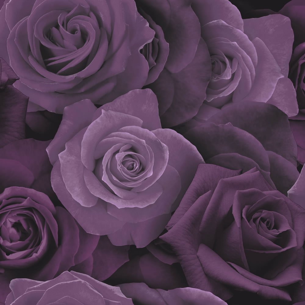 papier peint gris violet,fleur,roses de jardin,rose,violet,violet