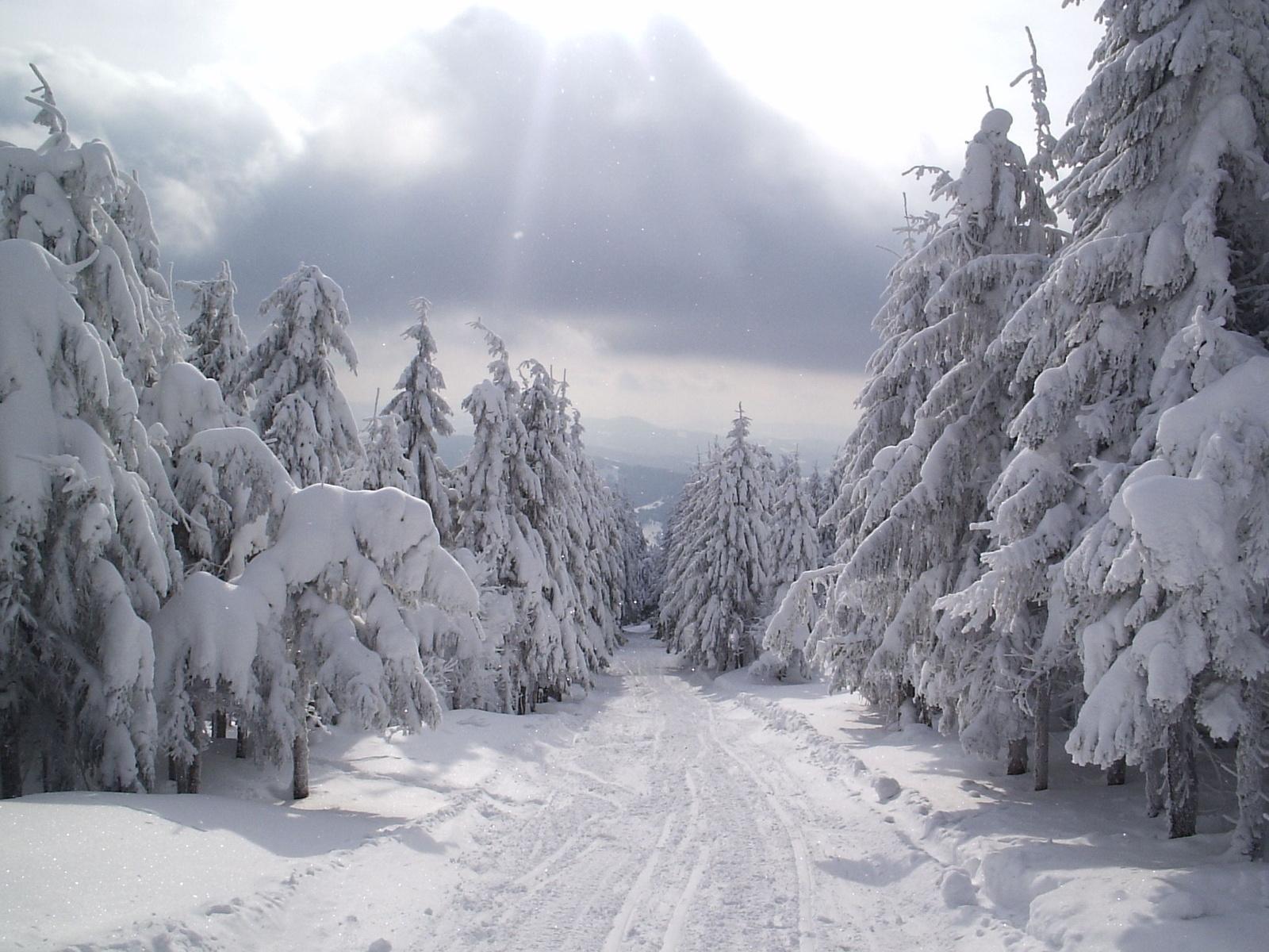 포즈 벽지 hd,눈,겨울,서리,동결,나무