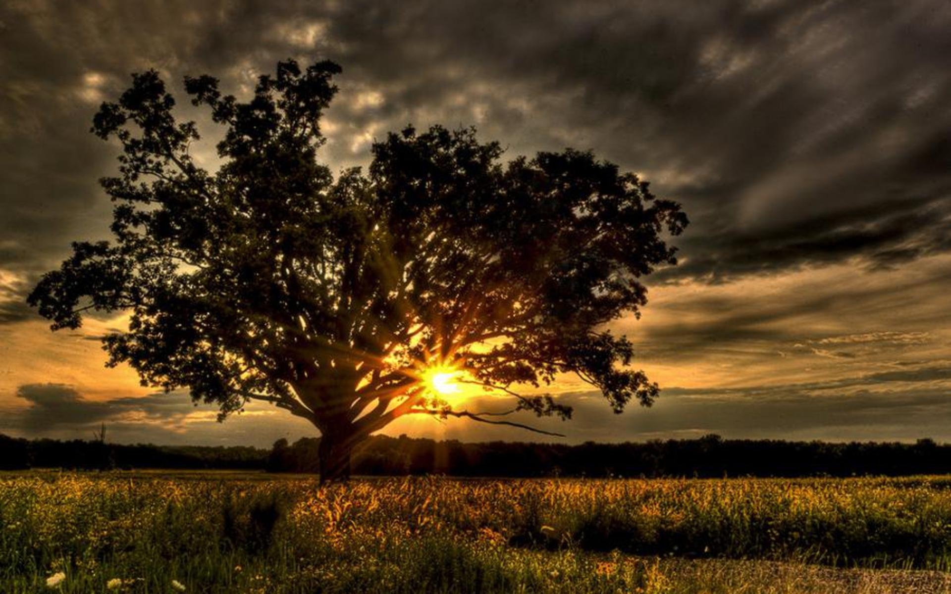 poze fondos de pantalla hd,cielo,paisaje natural,naturaleza,árbol,nube