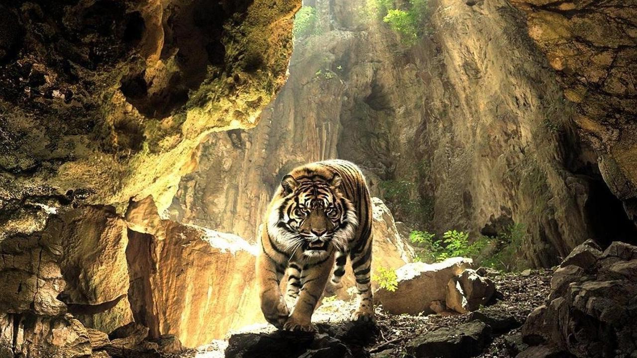 fond d'écran poze hd,tigre du bengale,faune,félidés,animal terrestre,gros chats