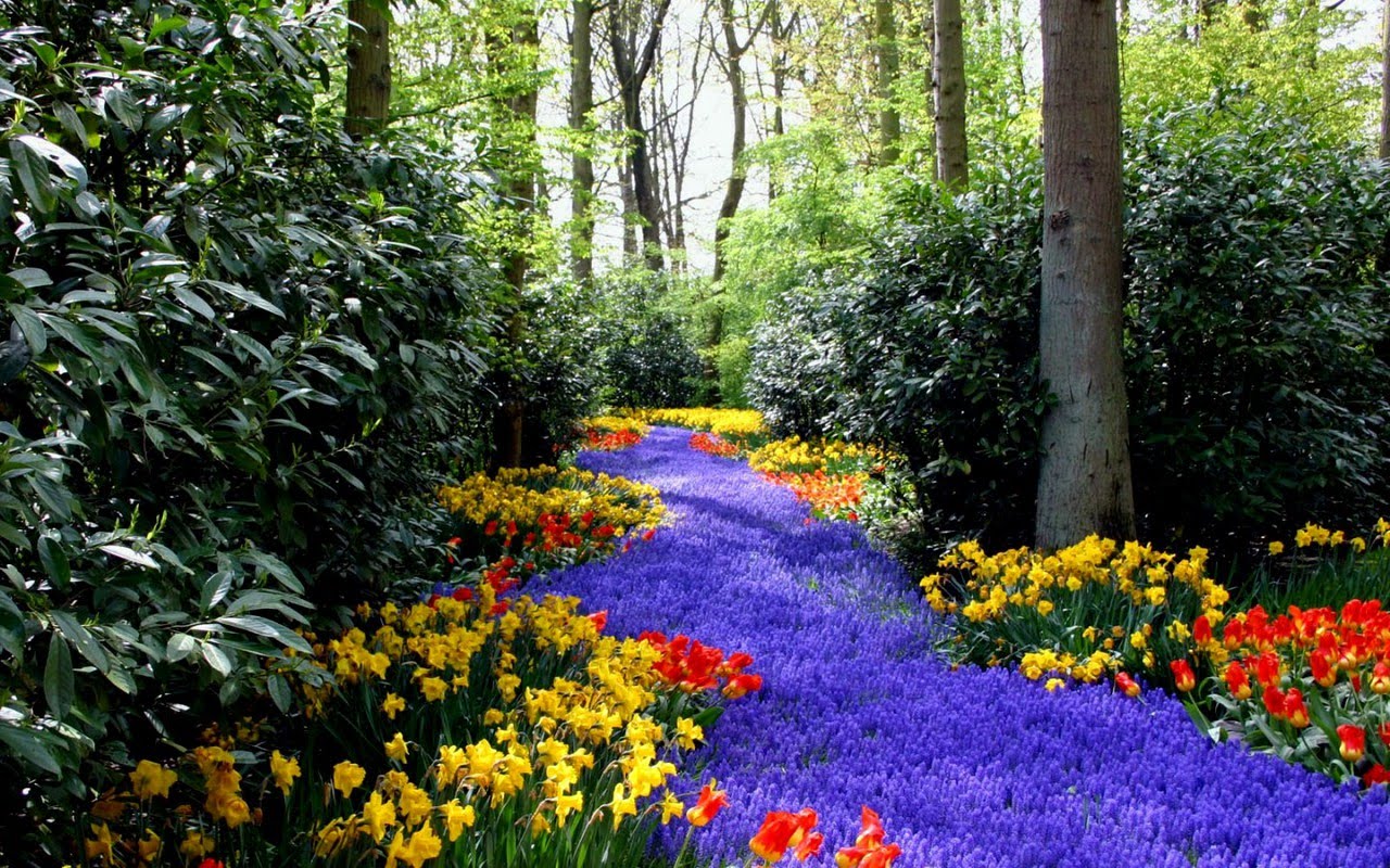 poze fondos de pantalla hd,paisaje natural,naturaleza,jardín,jardín botánico,flor