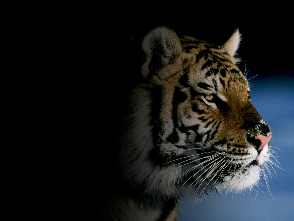 poze wallpaper hd,tiger,tierwelt,bengalischer tiger,schnurrhaare,landtier