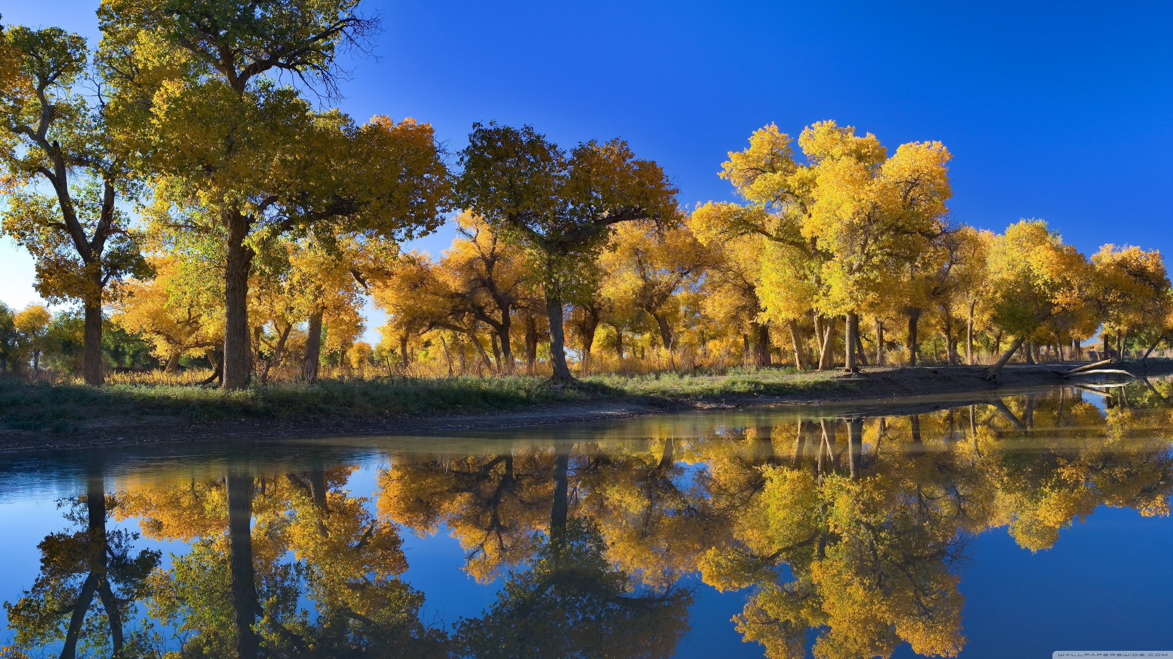 wallpapers 4k paisajes,reflection,nature,natural landscape,tree,sky