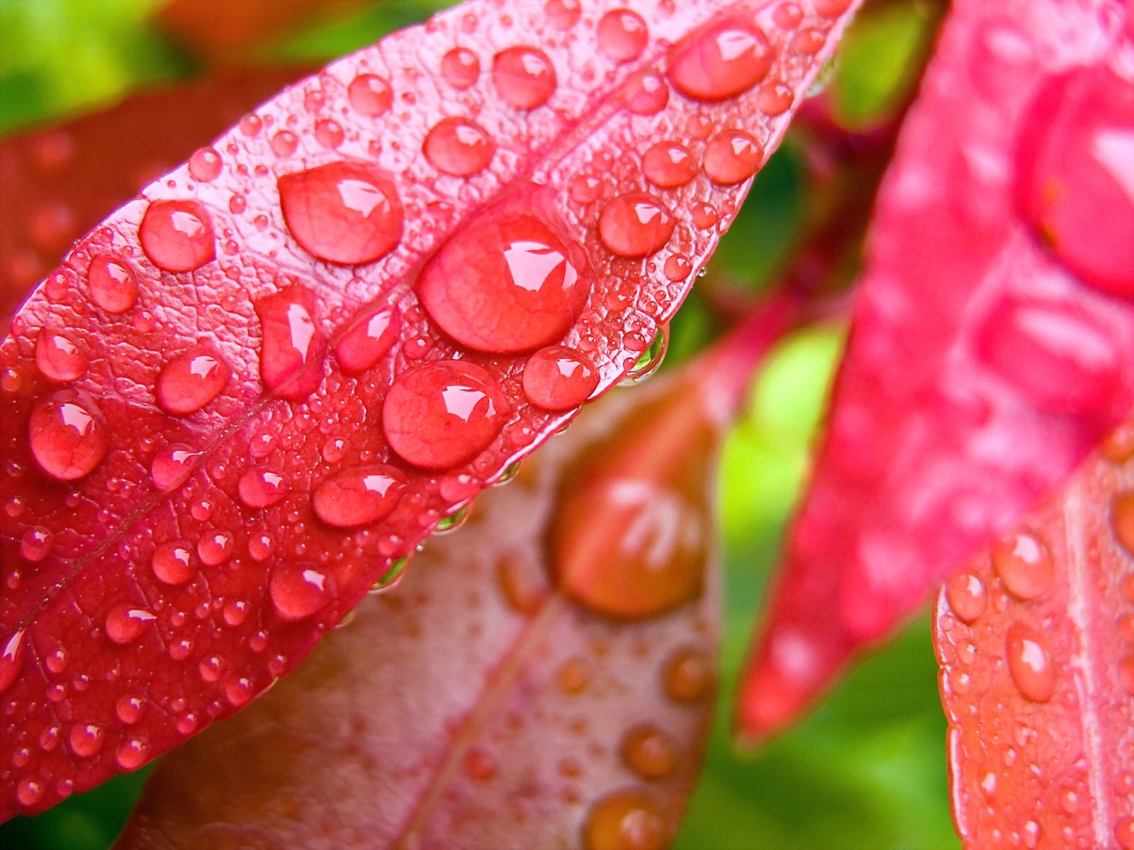 fond d'écran poze hd,l'eau,humidité,rouge,feuille,rosée