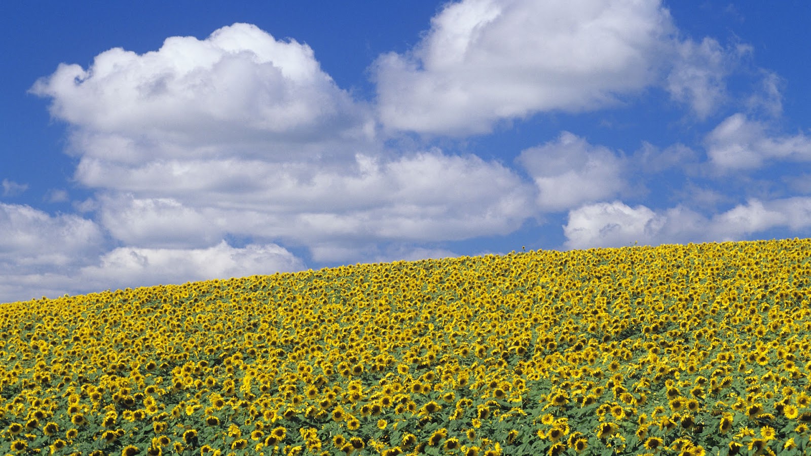 fond d'écran poze hd,champ,ciel,fleur,jaune,plante