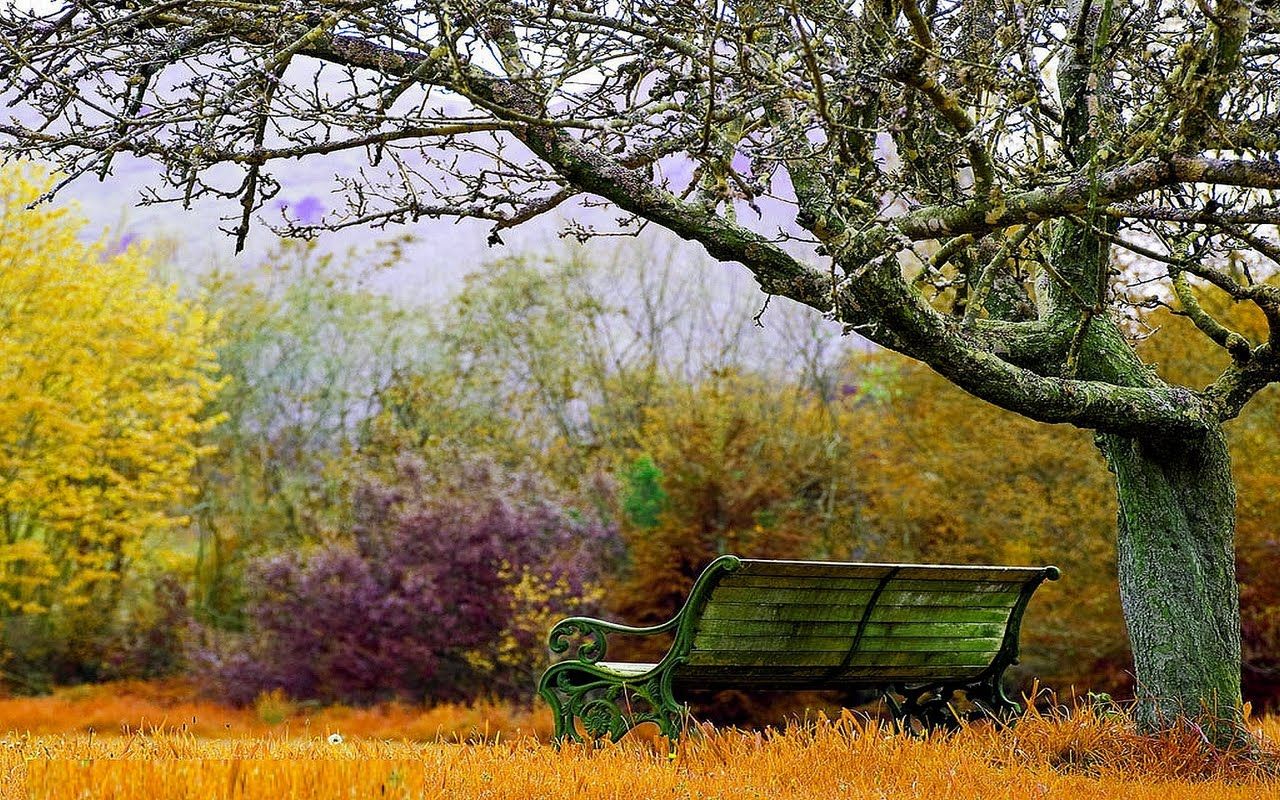 poze wallpaper hd,natürliche landschaft,natur,baum,frühling,feld