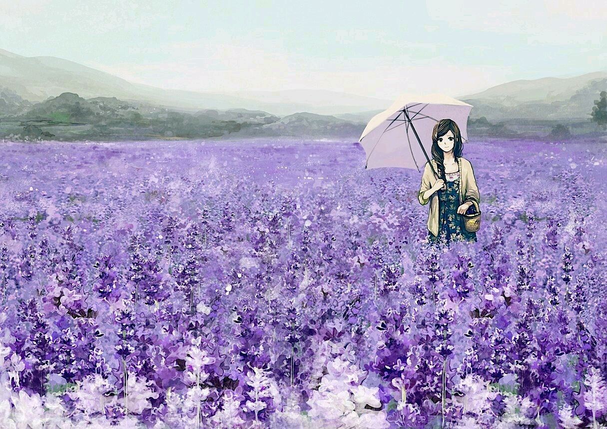 wallpaper untuk pc,lavender,english lavender,lavender,flower,purple