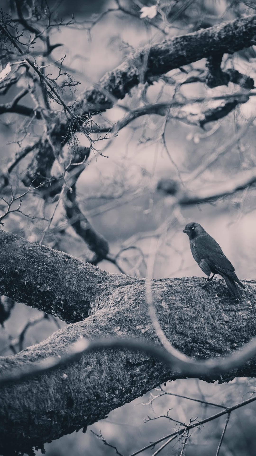 carta da parati mobile 4k,natura,uccello,cielo,bianco e nero,albero