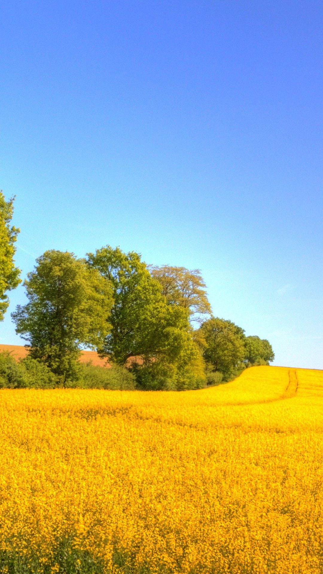 buenos fondos de pantalla para iphone 6,paisaje natural,campo,canola,naturaleza,amarillo