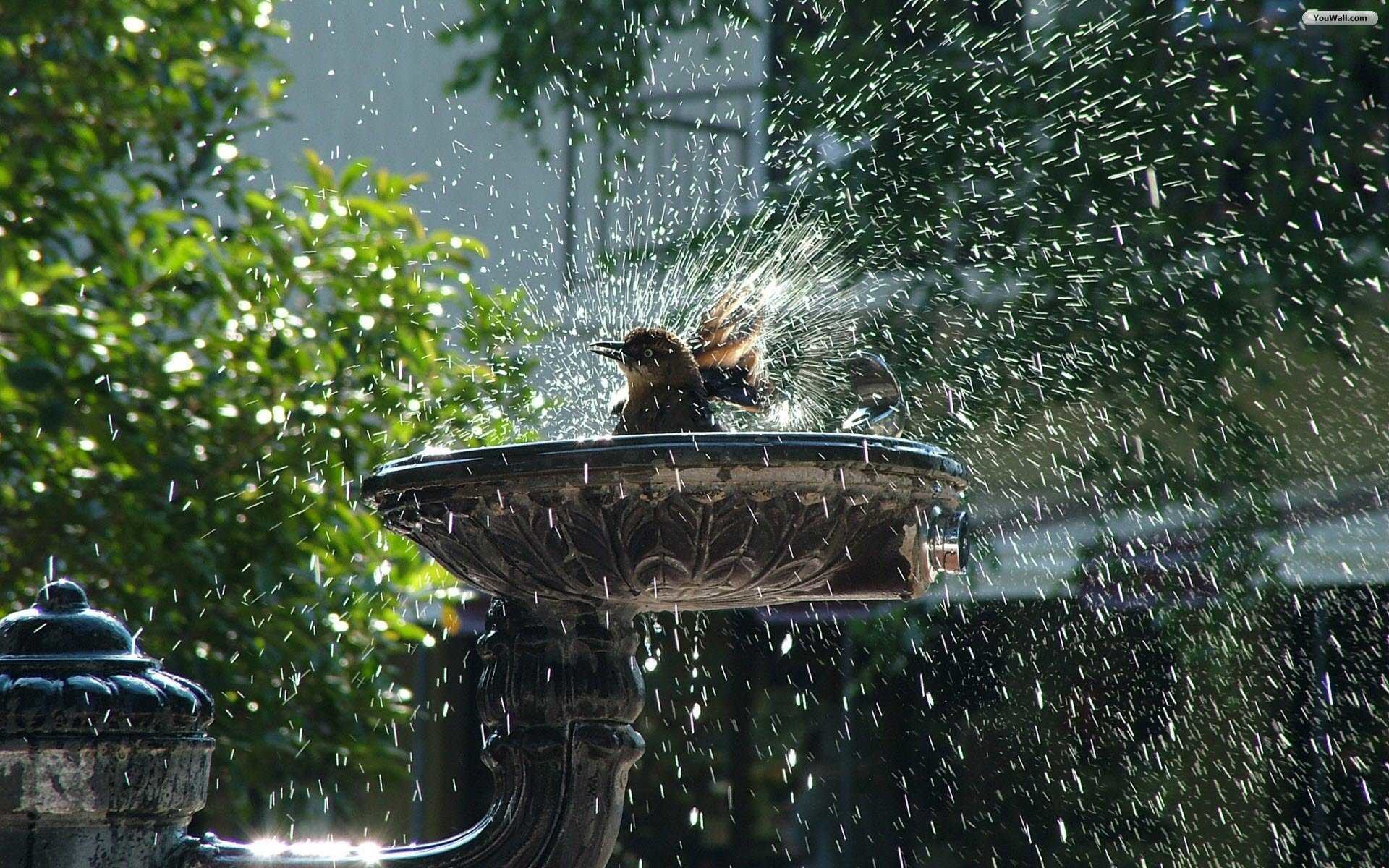 dimensioni dello sfondo del tablet da 7 pollici,acqua,fontana,giochi d'acqua,albero,giardino