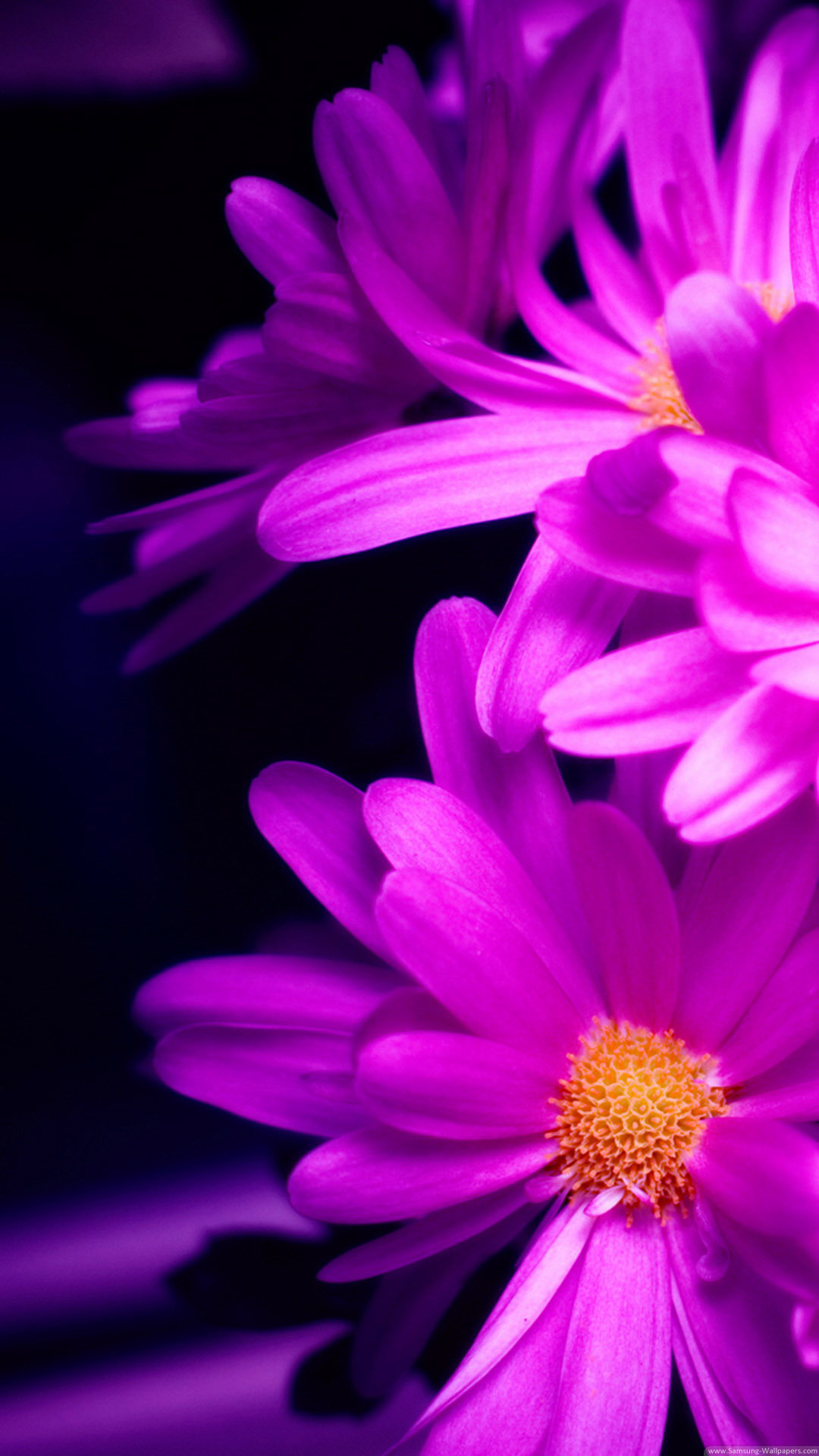 kostenlose wallpaper für iphone 6 plus,blühende pflanze,blütenblatt,blume,violett,lila