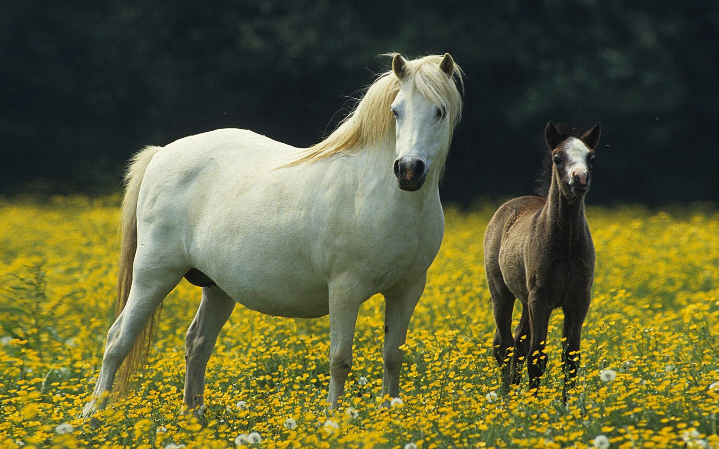 papier peint de petite taille,cheval,cheval mustang,jument,étalon,crinière