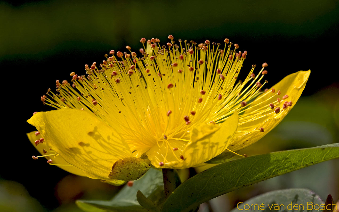 papel tapiz de gran tamaño,flor,amarillo,planta,hypericum,planta floreciendo