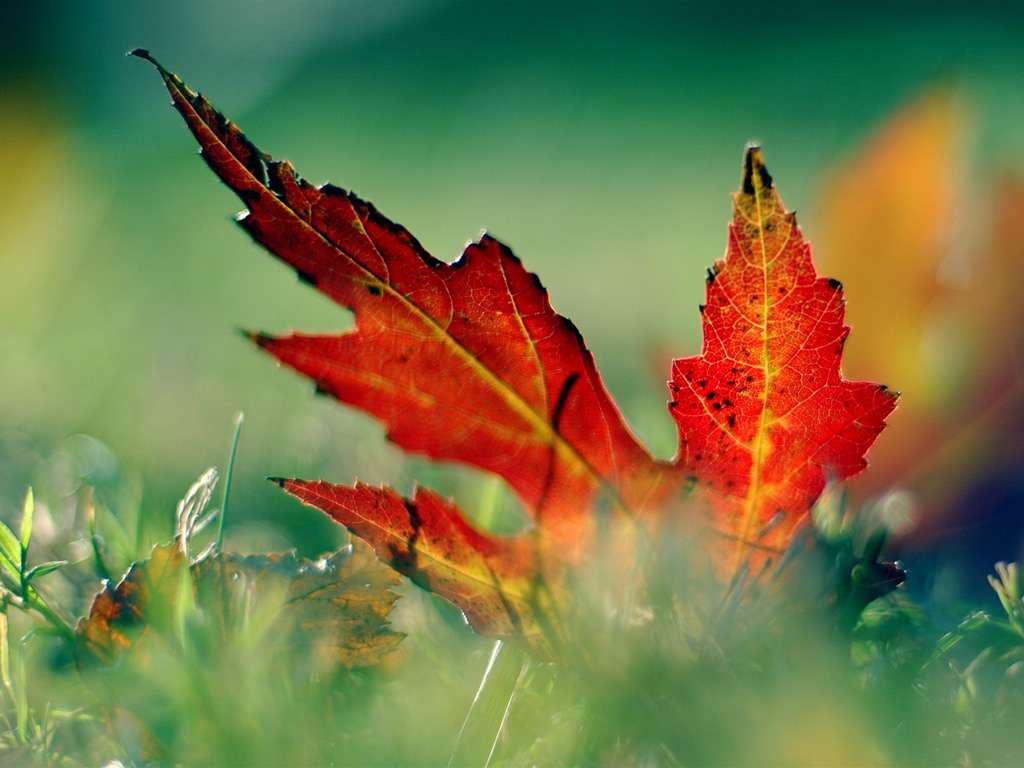 große tapete,blatt,rot,natur,baum,ahornblatt