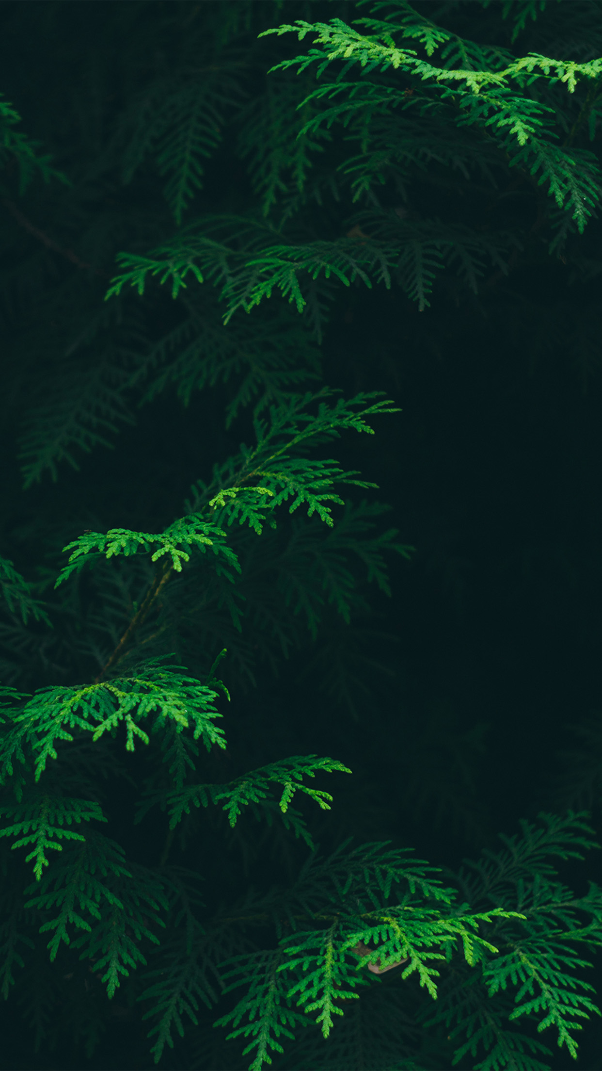 fondo de pantalla verde hd iphone,verde,naturaleza,planta acuática,planta,árbol