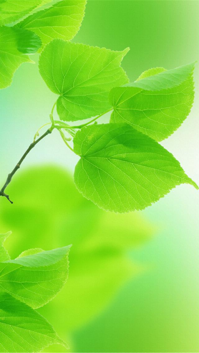 fond d'écran vert hd iphone,vert,feuille,la nature,plante,fleur