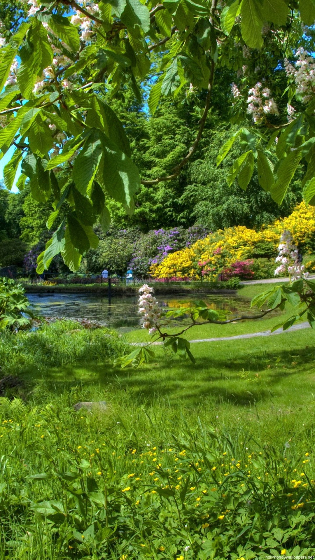 grüne tapete hd iphone,natur,natürliche landschaft,grün,garten,baum