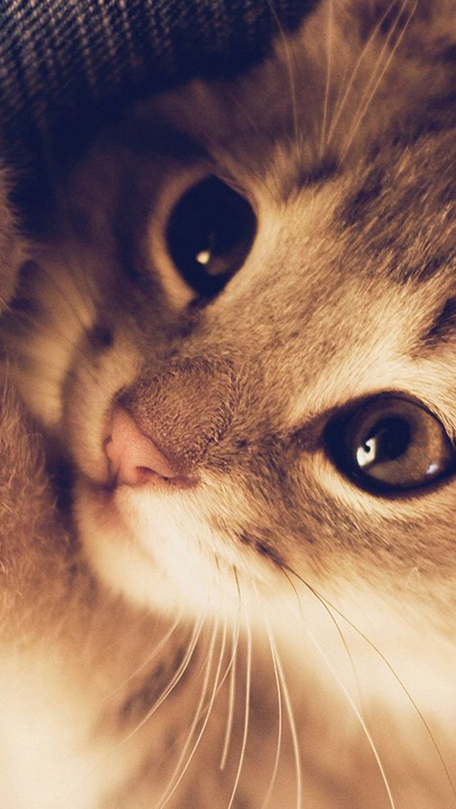 wallpaper iphone 5 cute,cat,whiskers,small to medium sized cats,felidae,nose