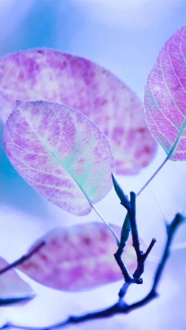 wallpaper iphone 5 cute,purple,violet,leaf,flower,petal