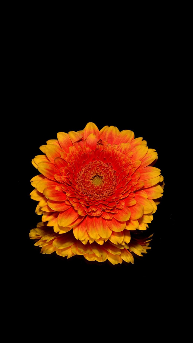 iphone se flor fondo de pantalla,flor,naranja,gerbera,amarillo,pétalo