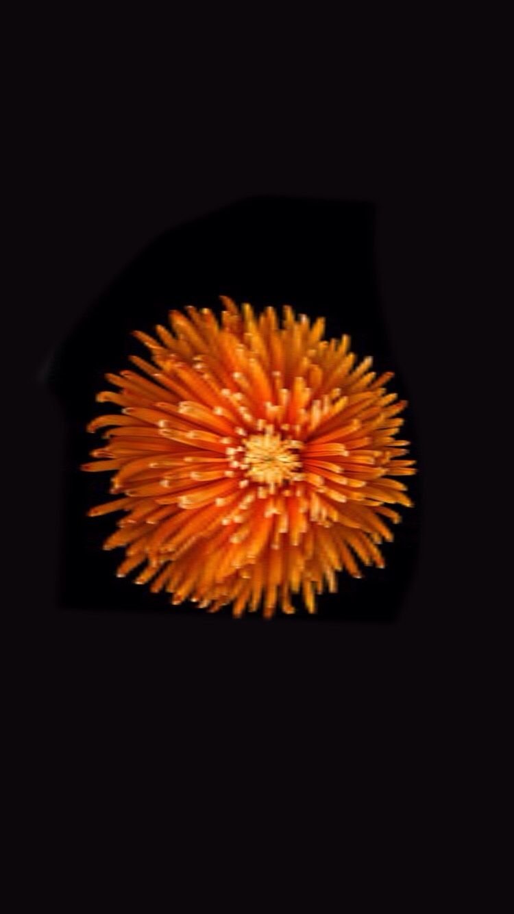 fond d'écran fleur iphone se,orange,rouge,jaune,fleur,plante