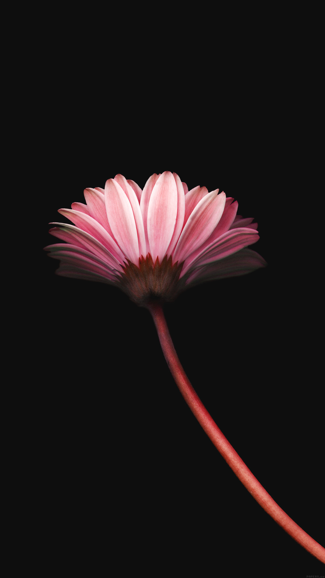 iphone se flower wallpaper,petal,pink,barberton daisy,flower,gerbera