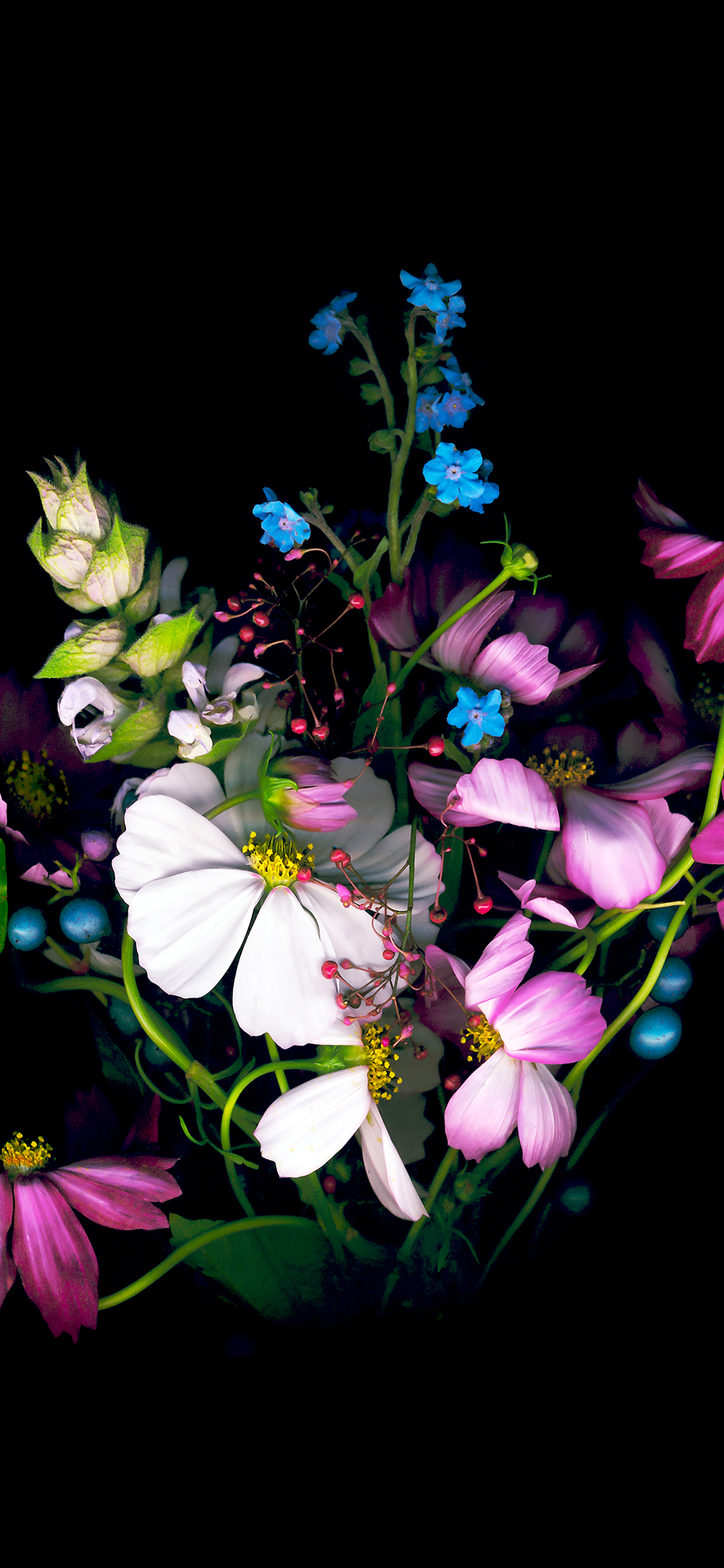 iphone se flor fondo de pantalla,planta floreciendo,flor,pétalo,planta,fotografía de naturaleza muerta