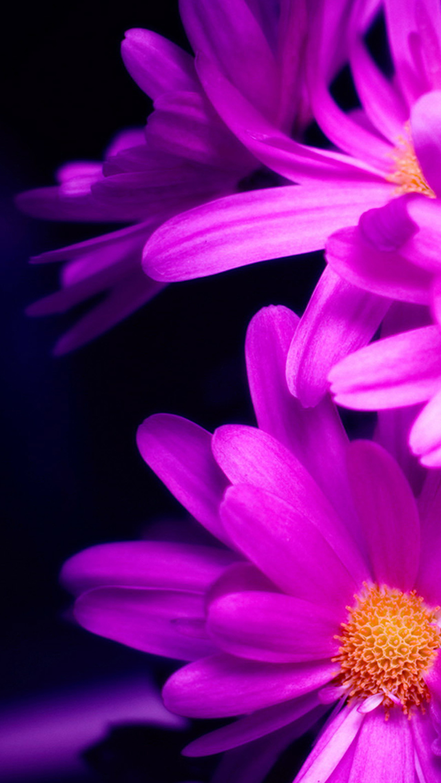 iphone se flor fondo de pantalla,pétalo,violeta,púrpura,flor,rosado