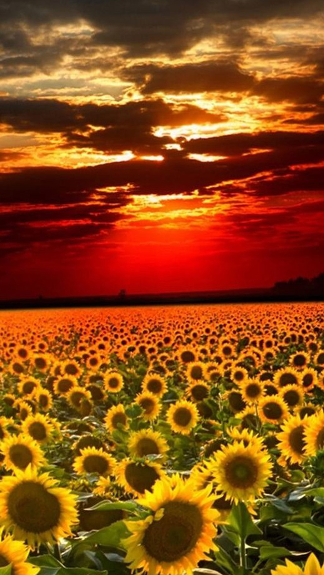 iphone se flower wallpaper,sunflower,sky,nature,flower,horizon