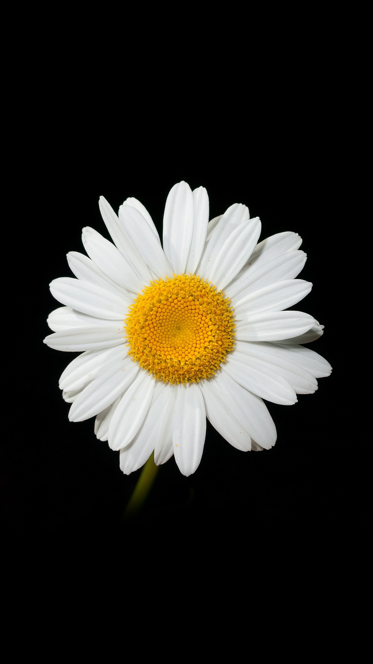 iphone se blumentapete,blume,blühende pflanze,ochsenauge gänseblümchen,gänseblümchen,blütenblatt