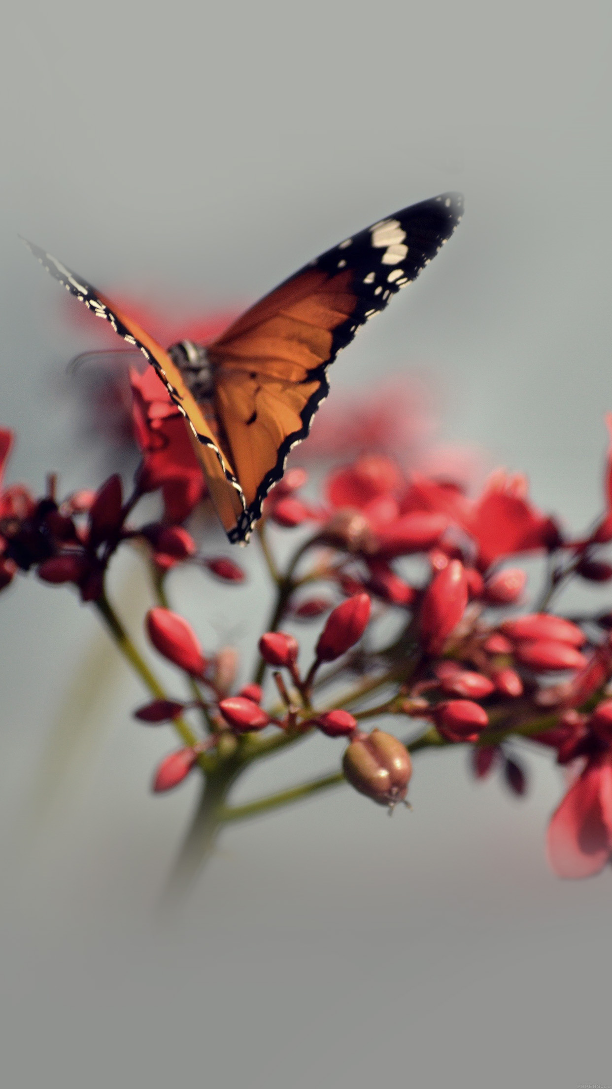 fond d'écran fleur iphone se,papillon,sous genre de cynthia,insecte,papillons et papillons,invertébré